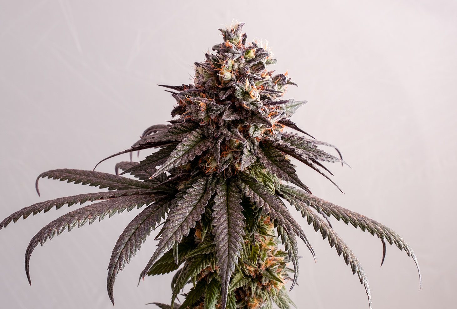GELATO-K - Sativa - Kannabia - WWW.SEEDS-BANK.CZ JIHLAVA